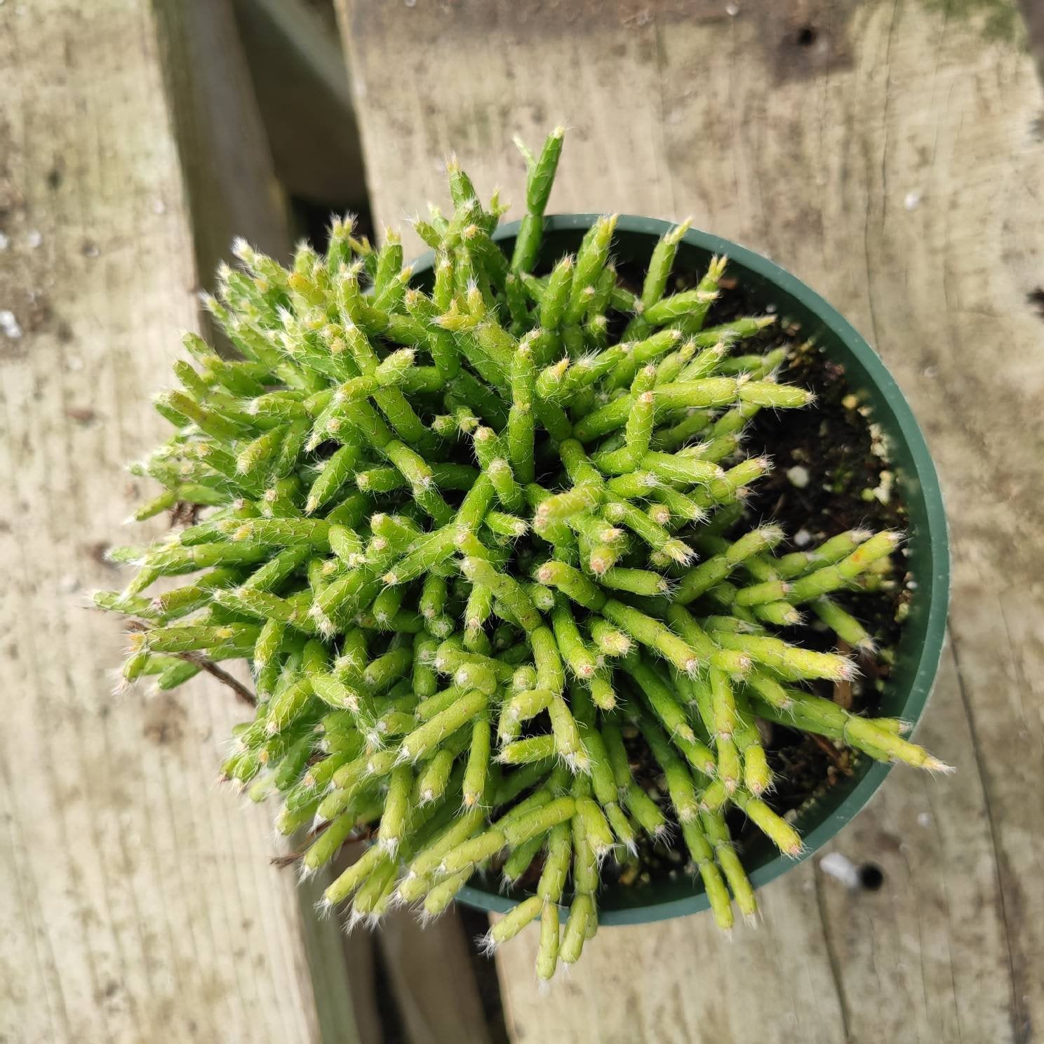 Rhipsalis cereuscula - Coral Cactus, Mistletoe Cactus - Succulents Depot