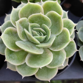 Echeveria Onslow - Succulents Depot