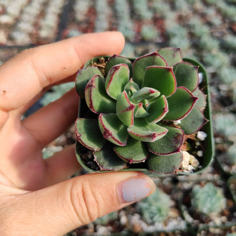 Echeveria 'Joan Daniel'