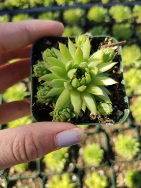 Sempervivum Globiferum ssp. Hirtum High Tatra - Succulents Depot