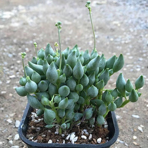 String of Tears Senecio citriformis - Succulents Depot