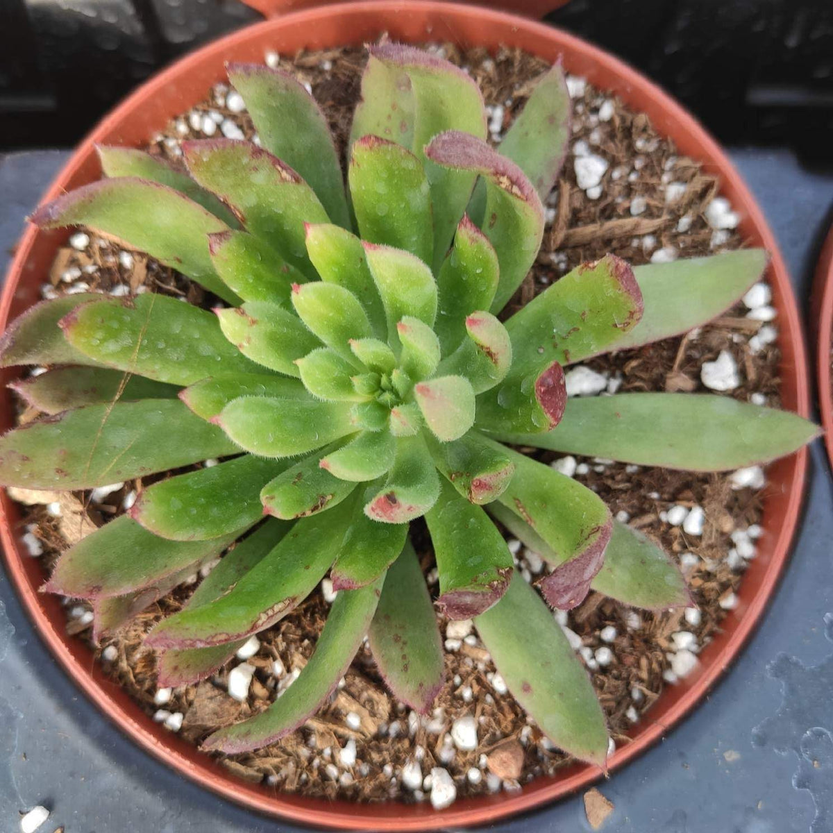 Orostachys chanetii - Succulents Depot