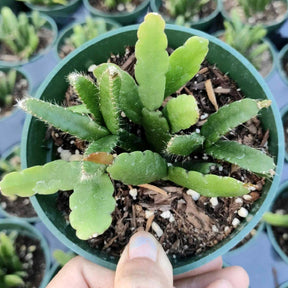 Rhipsalis Cereoides - Succulents Depot