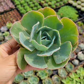 Echeveria Caribbean