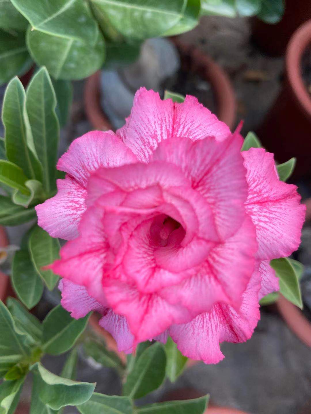 Pink Desert Rose pesticide Free adenium Obesum Gorgeous Fast Shipping 