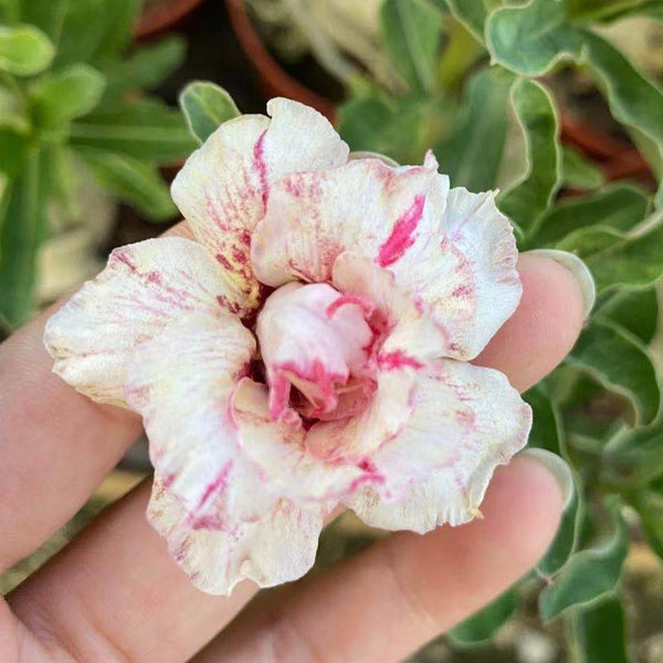 Adenium obesum (Desert Rose) 1 gallon – Paradise Found Nursery