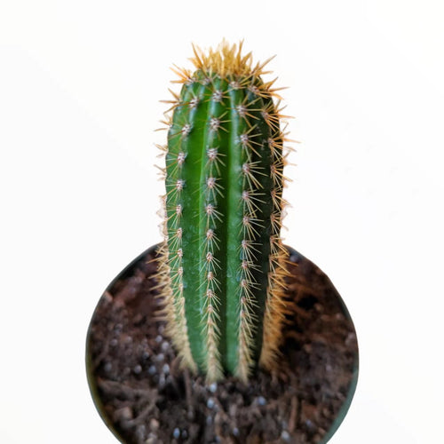 Trichocereus Spachiana Golden Torch Cactus