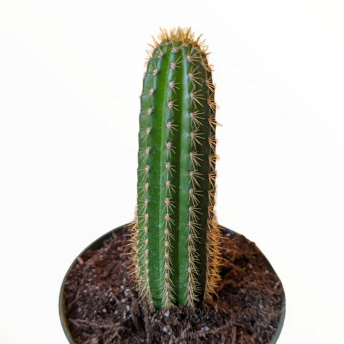 Trichocereus Spachiana Golden Torch Cactus